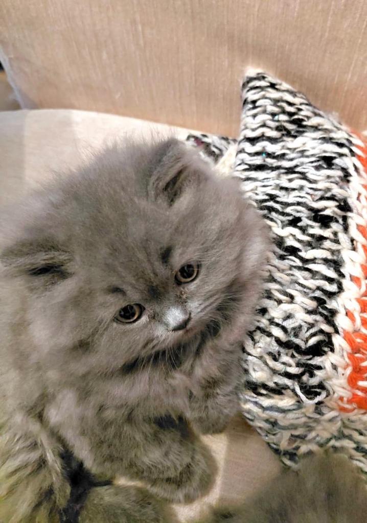 Adorable Blue Kittens