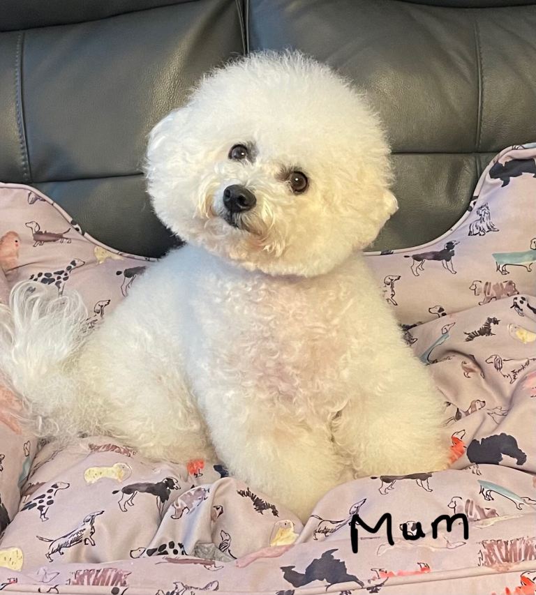 Bichon frise puppies