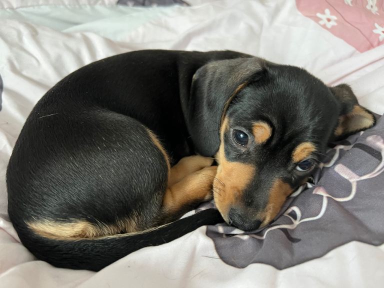 Miniature dachshund 