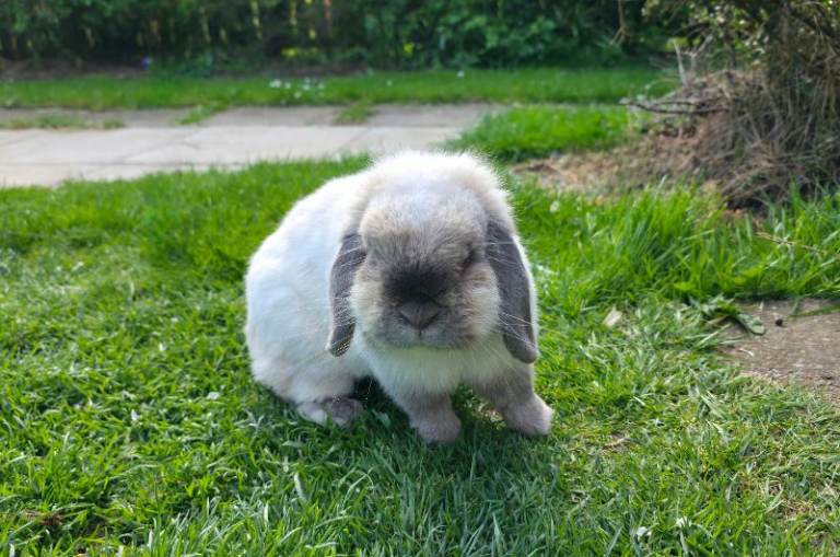 Adult mini lop girls