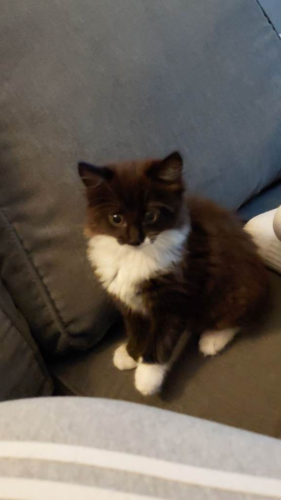 11 weeks old kitten 