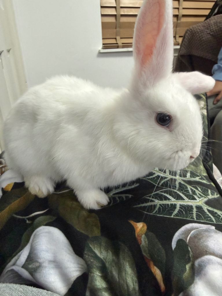 Rabbit -10 week old  for sale Girl