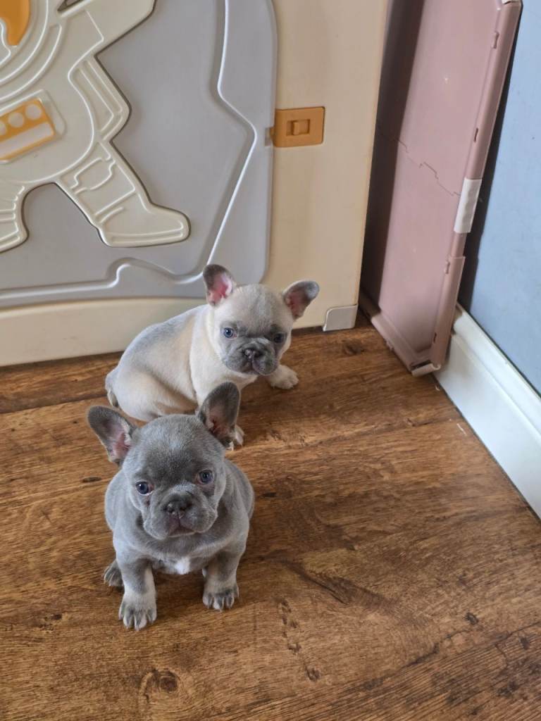 2 sassy french bulldogs