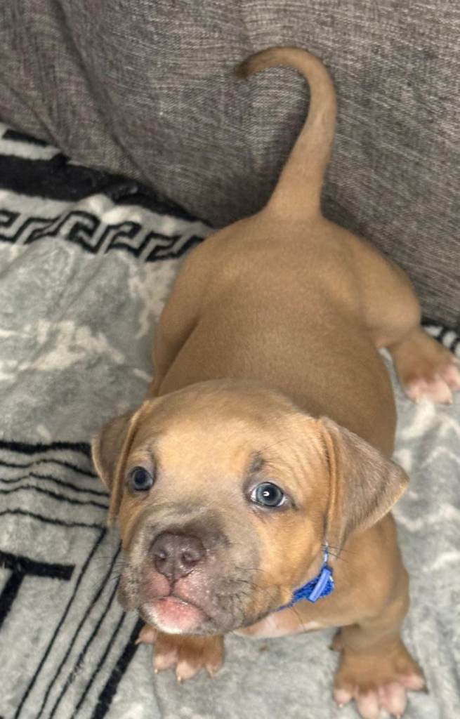 Exquisite pocket bullys looking for forever homes!