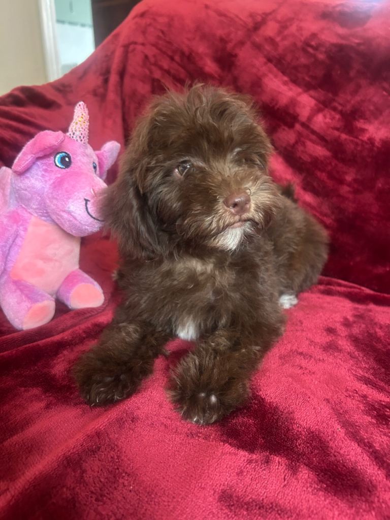 Beautiful cockapoo puppies 