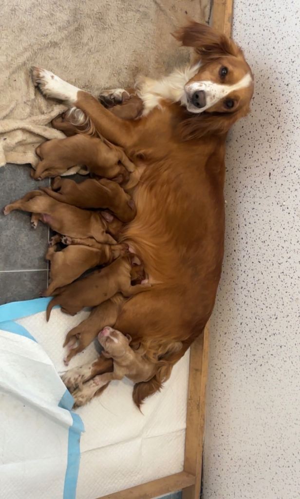 Cocker Spaniel Puppies