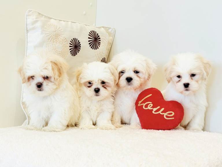 Malshi puppies 