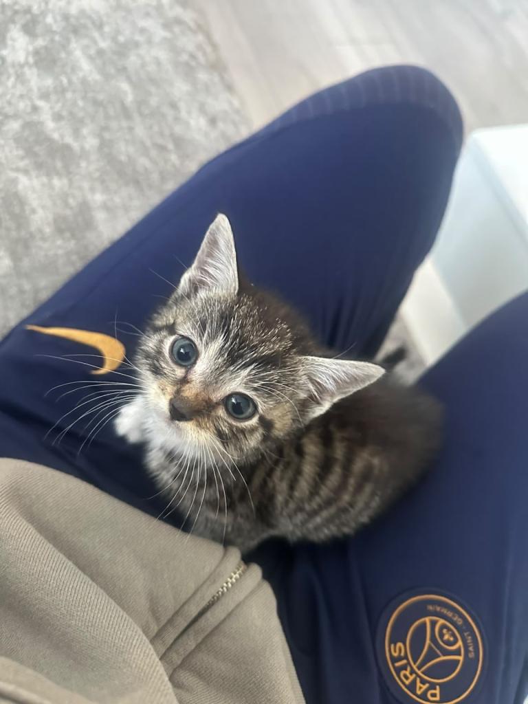 Kittens Available for Adoption