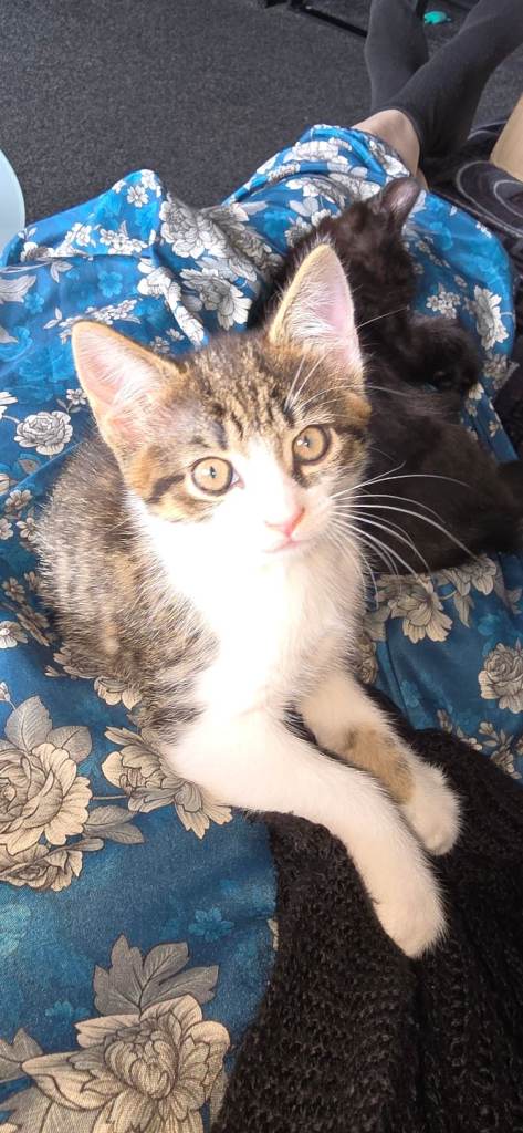 Kittens