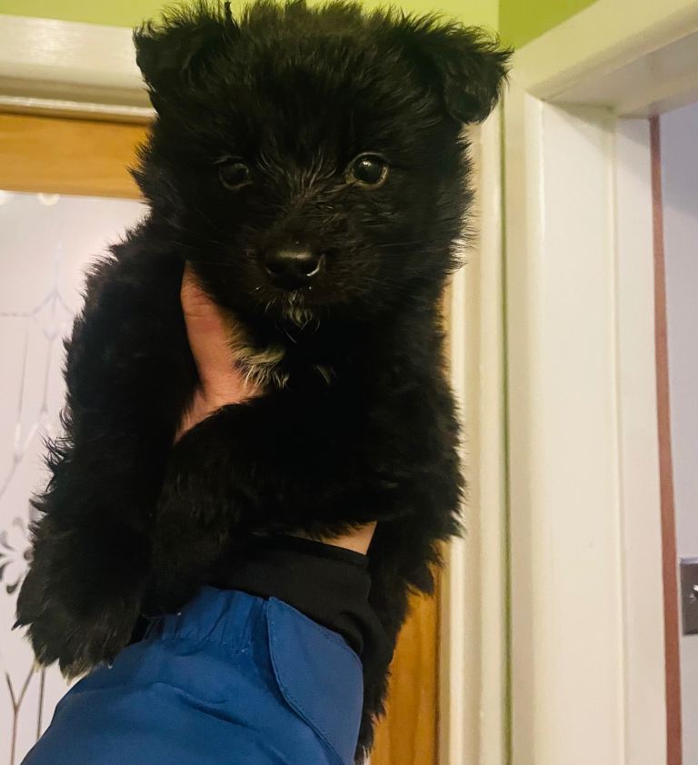 Only 2 x Black Female German Shepherd Puppies in Halifax
