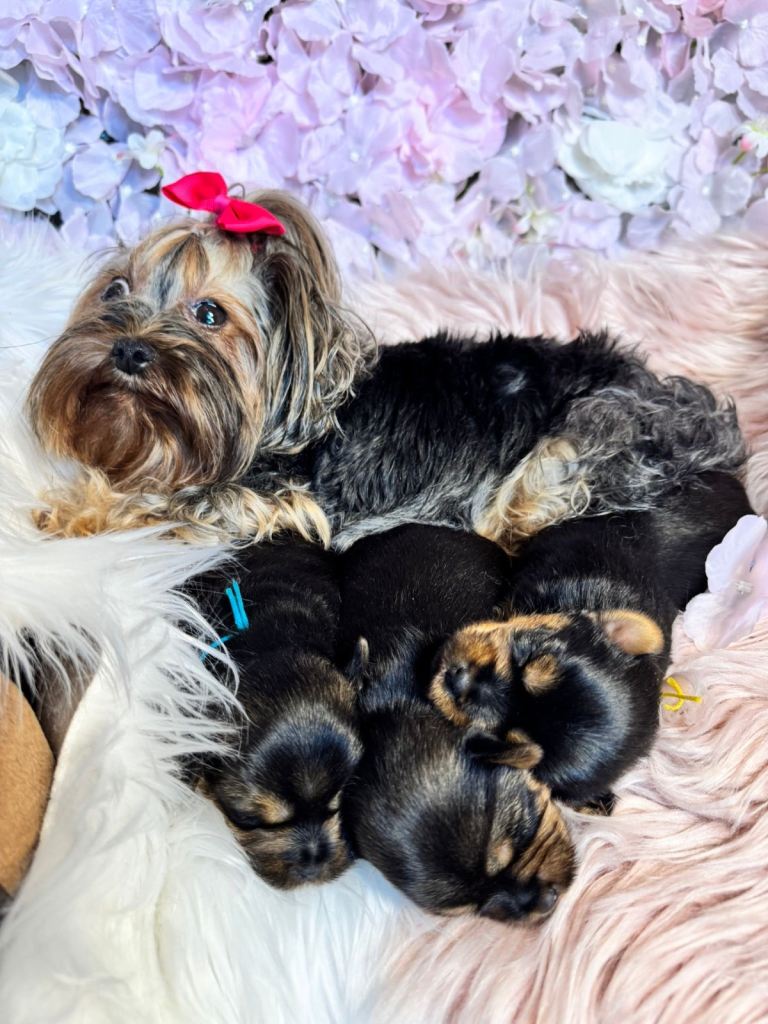 Yorkshire terrier pups