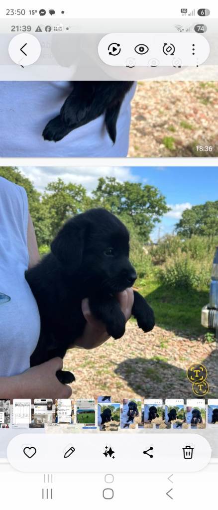 Malamute x black Labrador 