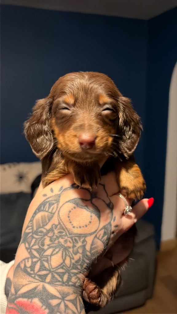 Miniature Dachshund puppy’s Long Haired 