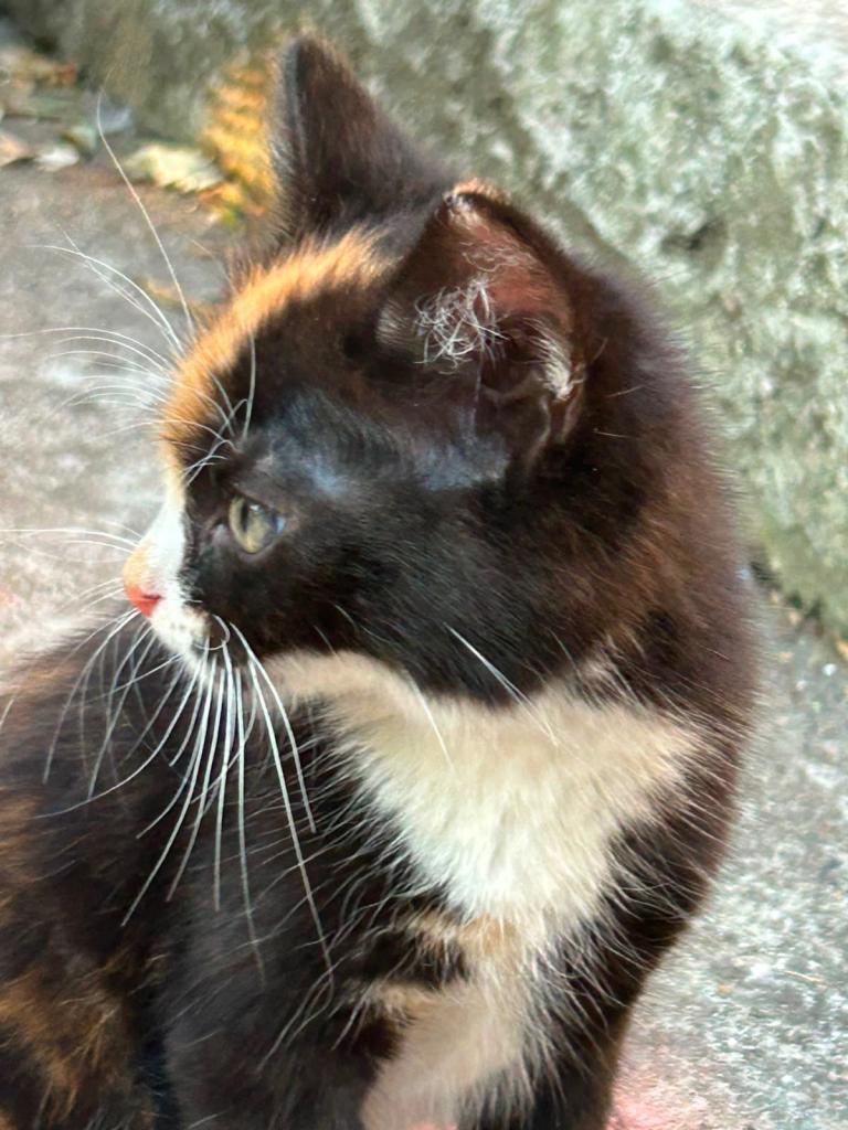 Very friendly lovable kittens