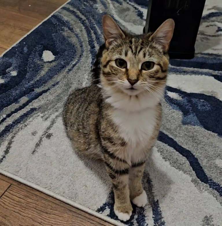 1 year old Tabby - Peepi