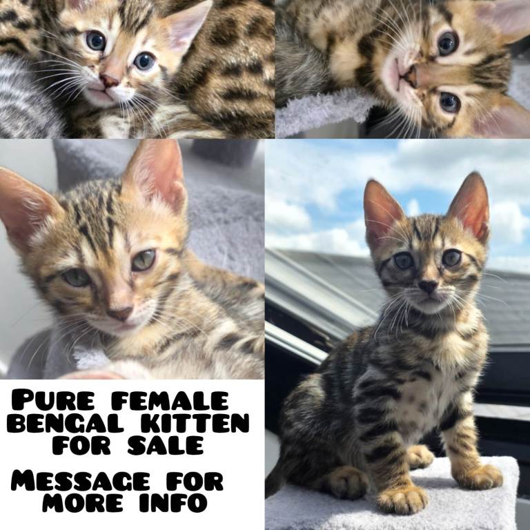 Pure bengal kittenn