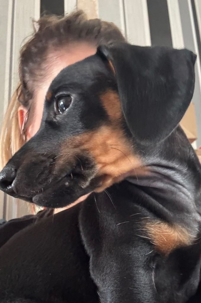 Miniature Dachshund puppies 
