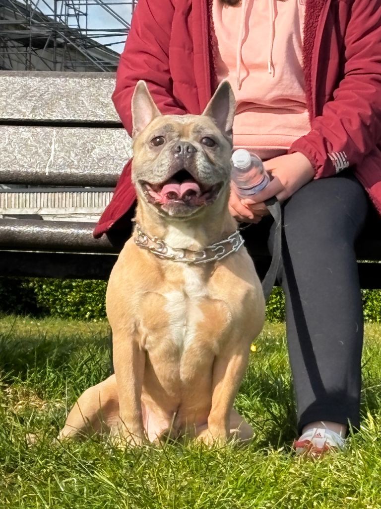 Frenchie&Staffy