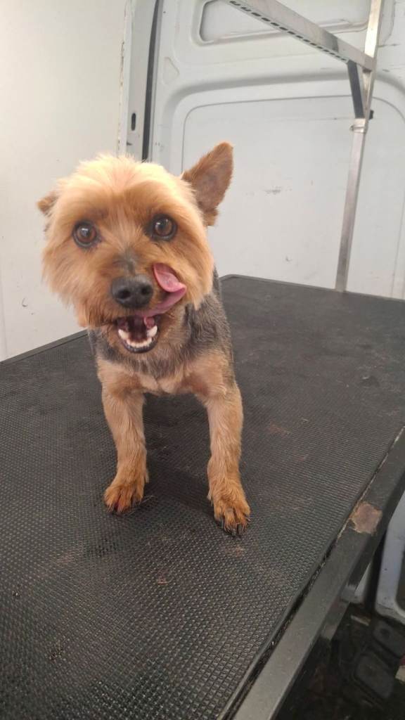 MOBILE DOG GROOMER
