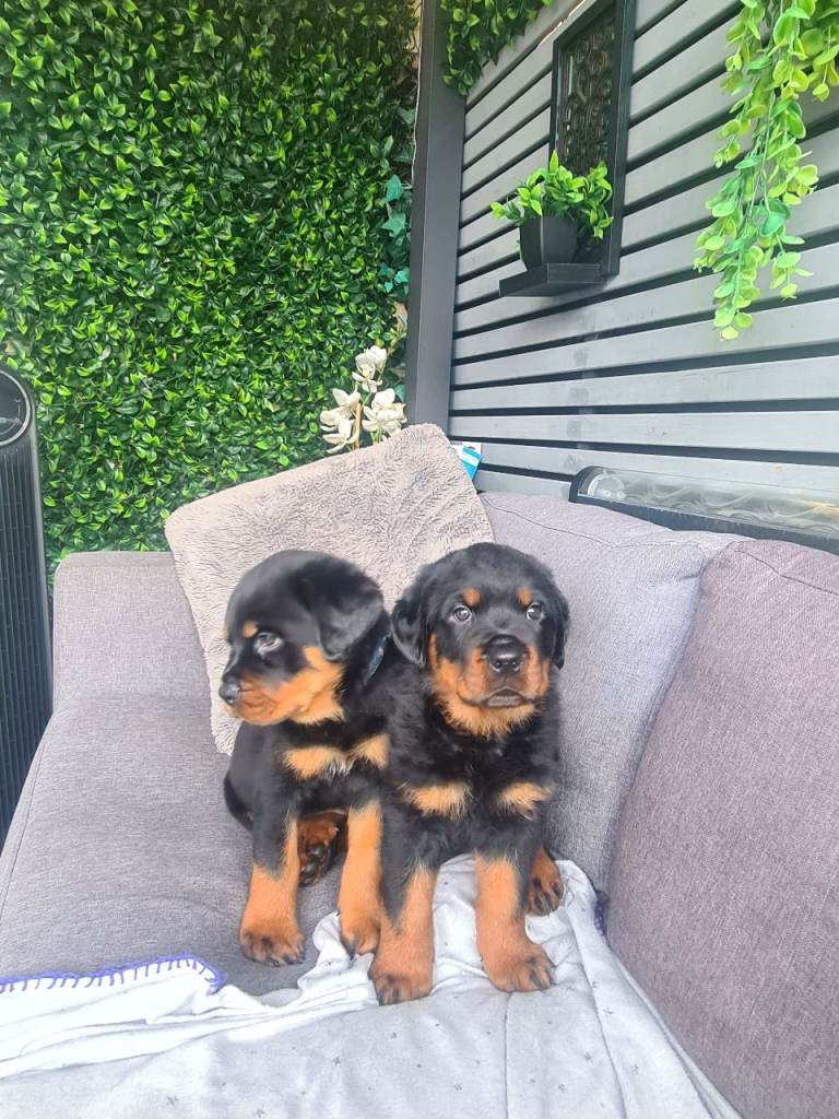 Rottweiler puppies