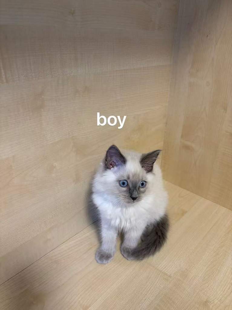 Two Ragdoll cats