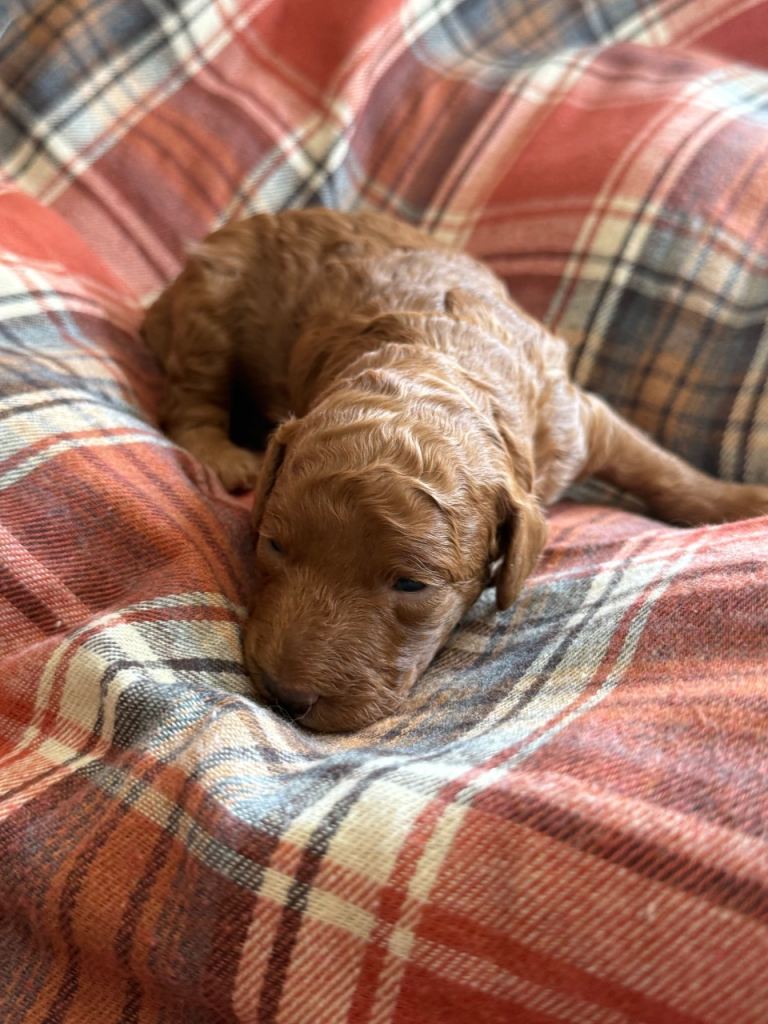 Cockapoo