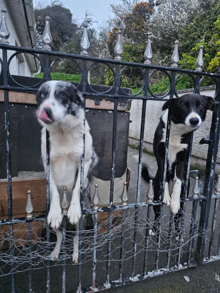 Collie Dogs 