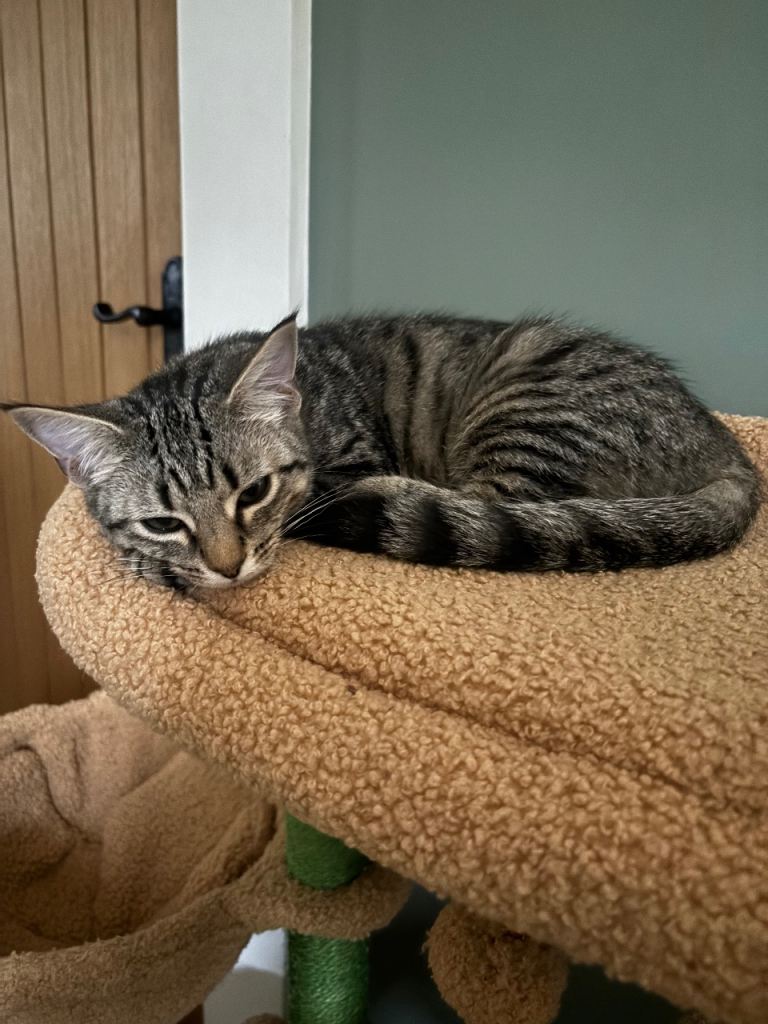 Two Gorgeous 15-Week-Old Kittens Looking for Forever Homes