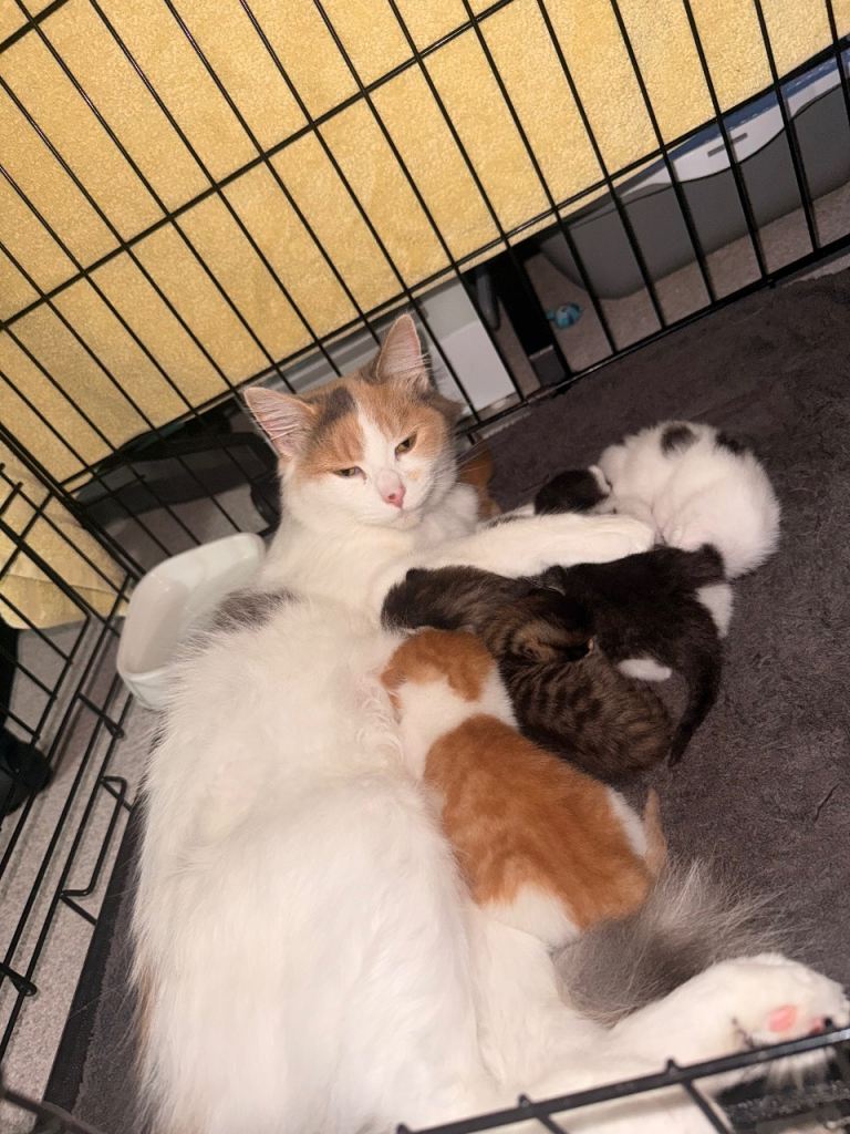 Maine coon cross kittens 