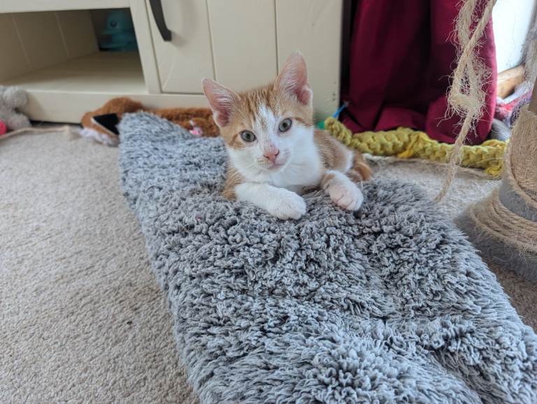 Kittens for sale