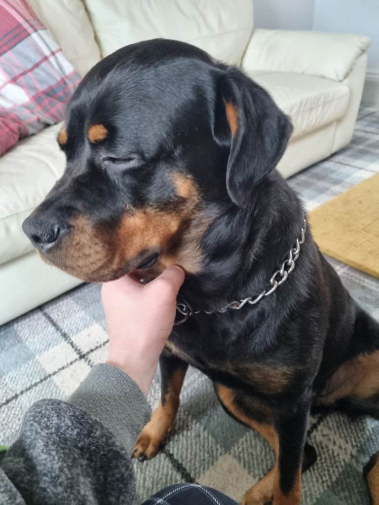 Rottweiler female to good home(read description please)
