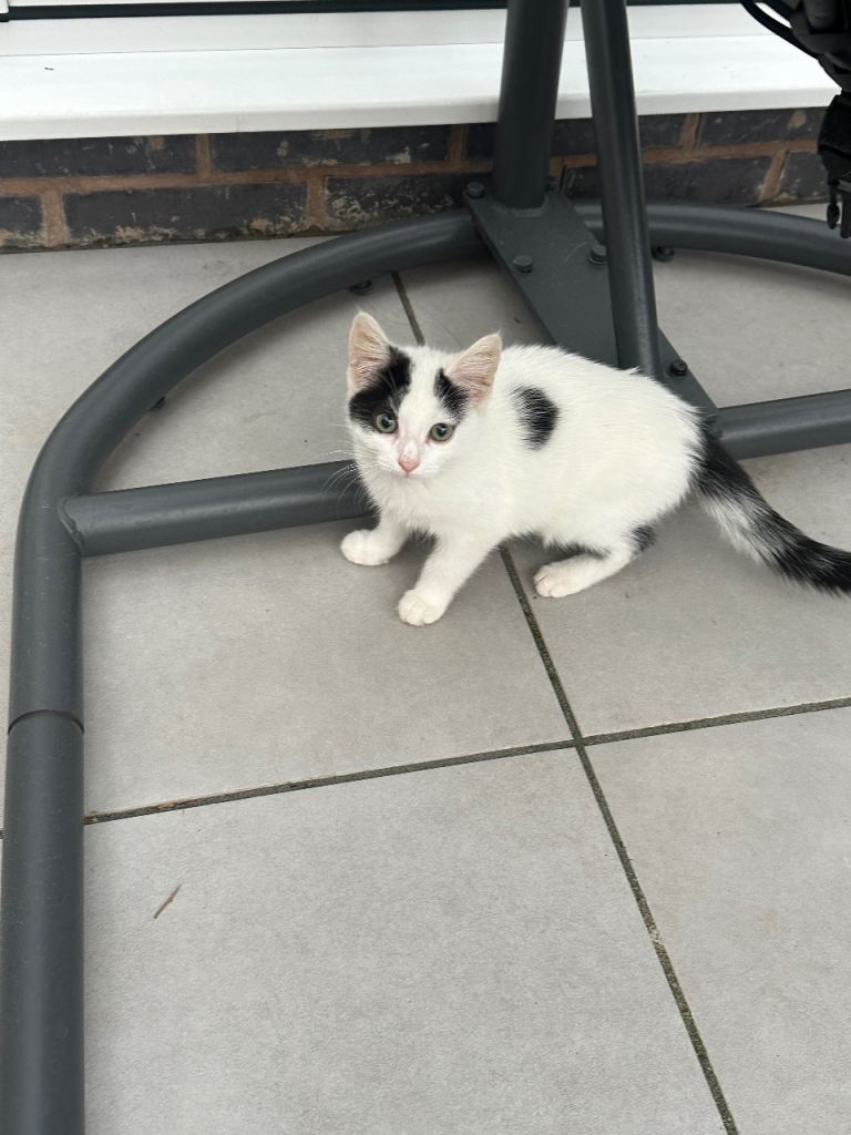 5 kittens
