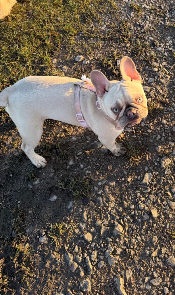 French bulldog female 