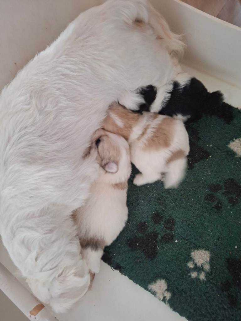 Maltipom Puppies