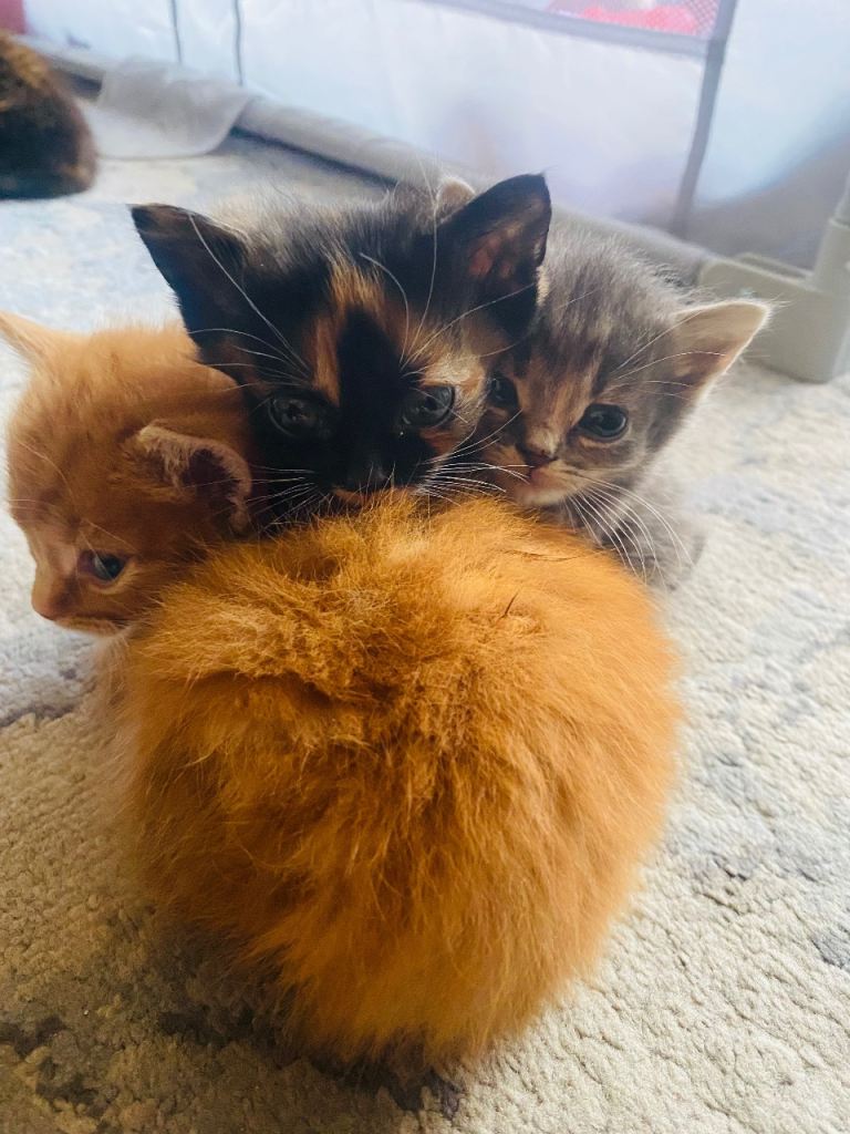 5 Beautiful kittens❤️