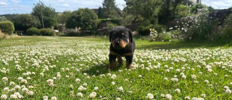 Rottweiler puppies