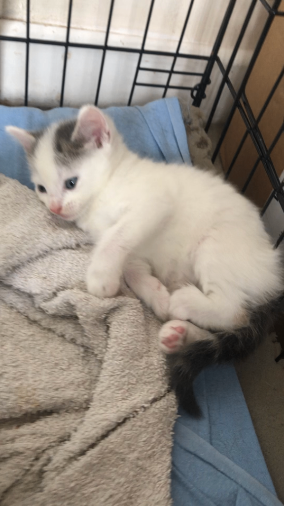 Kittens 
