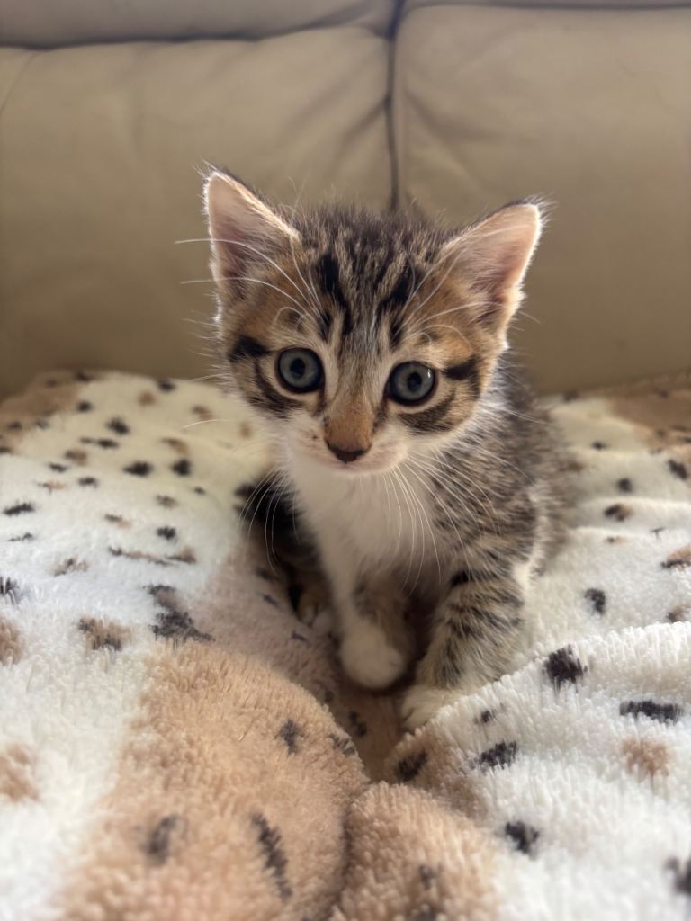 Adorable Kittens 