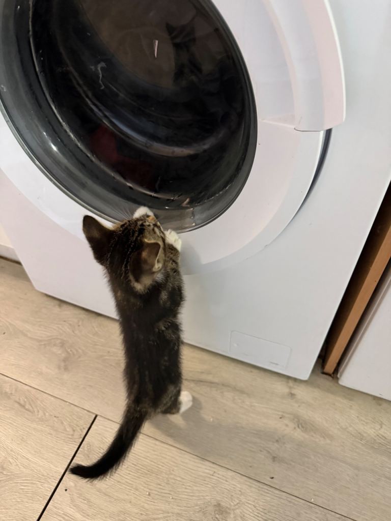 Kittens 