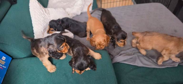 Cocker Spaniel puppies KC registered 3 male & 3 female 