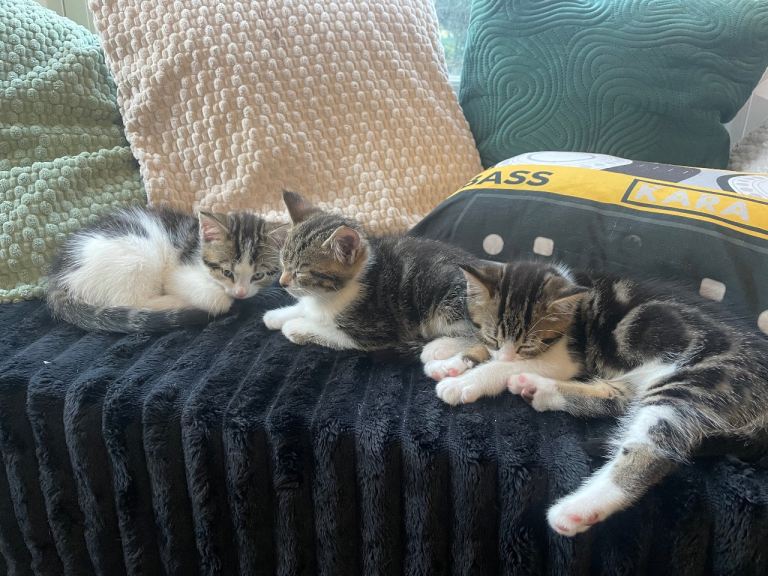 Tabby kittens 