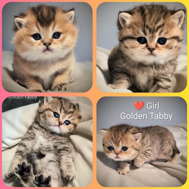 GOLDEN BSH • TICA and GCCF registered • Reservation