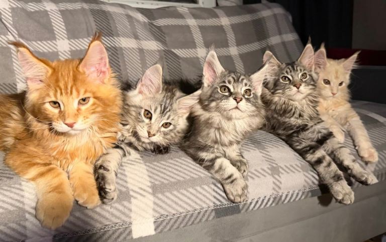 5 Beautiful GCCF Maine coon kittens (2 remaining)