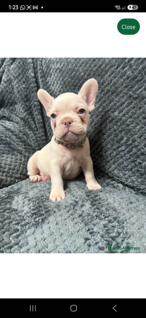French bulldog puppy ono