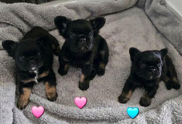 Fluffy French Bulldog Puppies - KC Registered 
