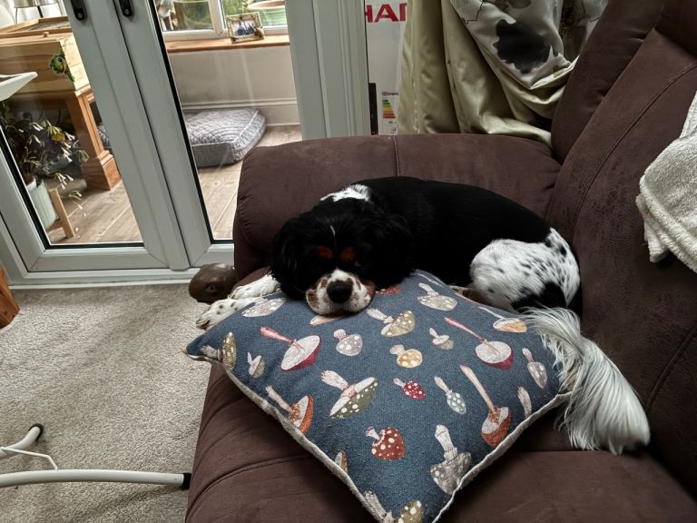 King Charles cavalier 