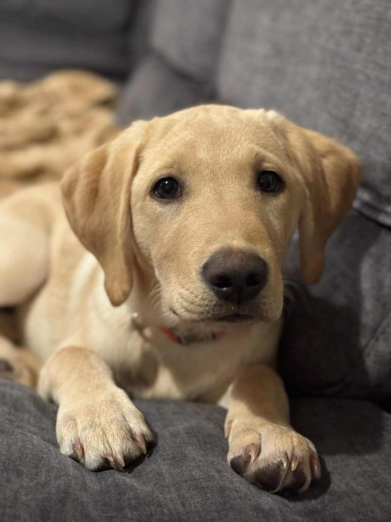 5 month old golden lab puppy 