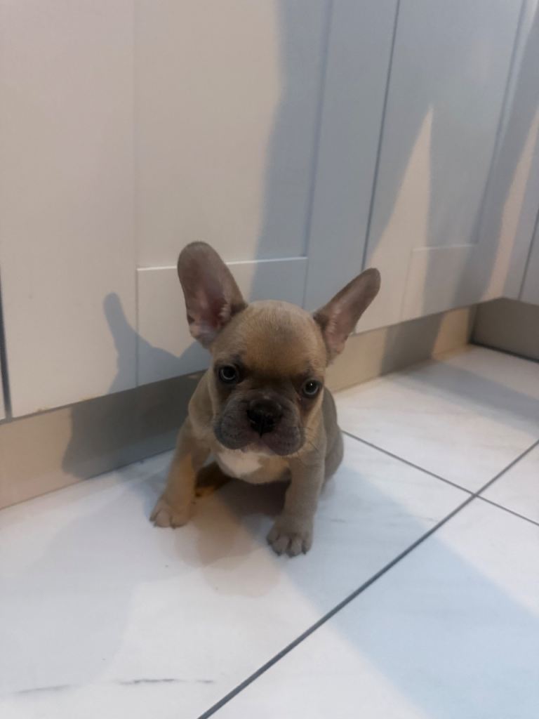 READY MONDAY- last 2 French Bulldogs