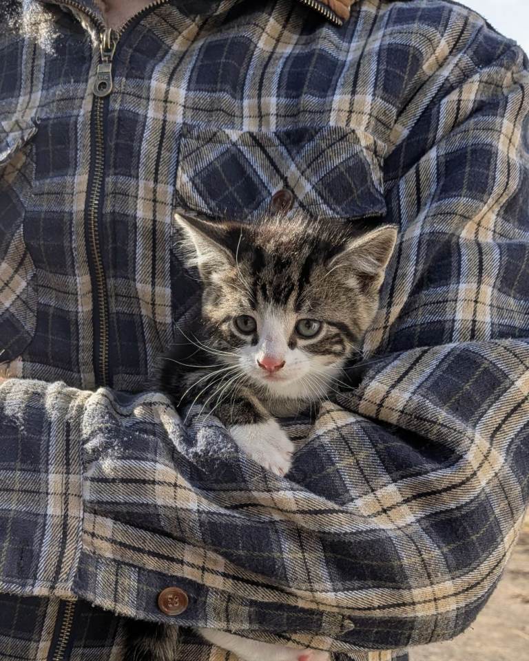 5 Adorable Kittens Looking for Their Forever Homes 🐾