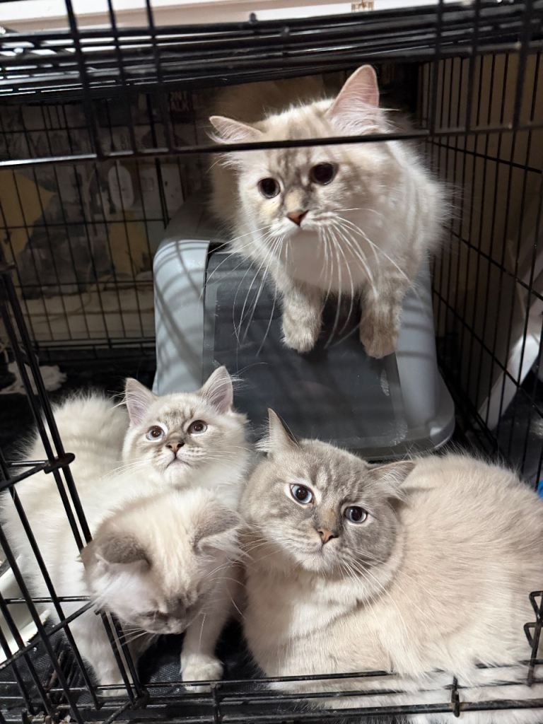 image for Ragdoll kittens